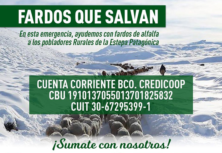 Campaña de Cáritas para evitar que el ganado muera por las nevadas Campaña de Cáritas para evitar que el ganado muera por las nevadas