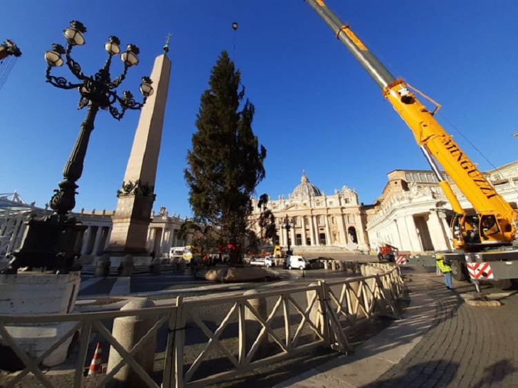 El árbol de Navidad ya está en la Plaza de San Pedro El árbol de Navidad ya está en la Plaza de San Pedro
