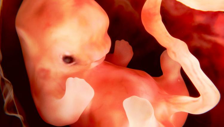 "En el vientre materno hay un hijo, no un amasijo de tendones" "En el vientre materno hay un hijo, no un amasijo de tendones"