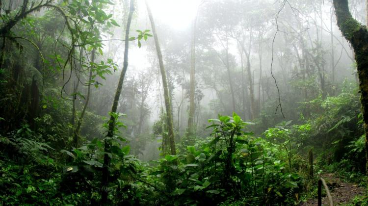 Cáritas se vuelca al cuidado del clima y de la nutrición de las comunidades del Amazonas Cáritas se vuelca al cuidado del clima y de la nutrición de las comunidades del Amazonas