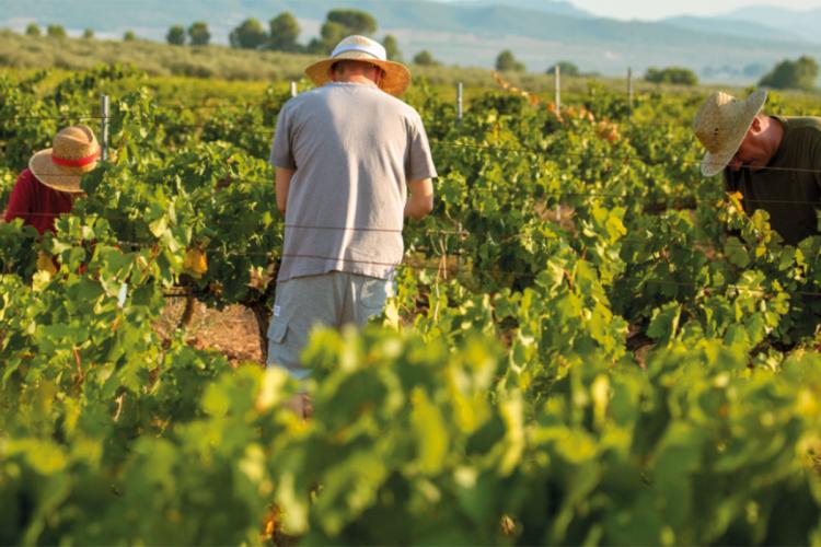 Mons. Buenanueva: El mejor vino de la cepa más selecta Mons. Buenanueva: El mejor vino de la cepa más selecta