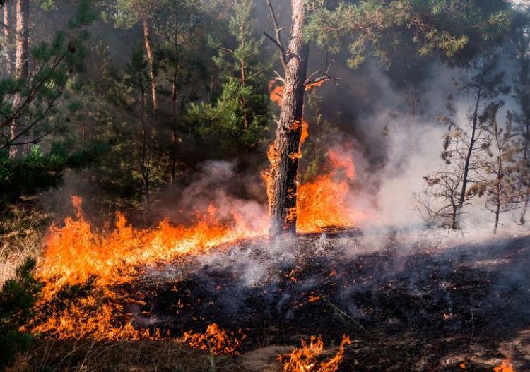 Cáritas Chile reitera su llamado a trabajar y prevenir los incendios forestales Cáritas Chile reitera su llamado a trabajar y prevenir los incendios forestales