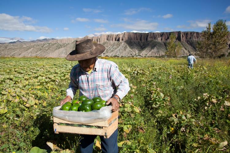 El Papa al Foro Rural Mundial: atender las necesidades de los pequeños agricultores