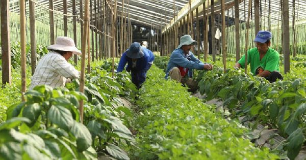 La CNJP reivindica y apoya la agricultura familiar, campesina e indígena La CNJP reivindica y apoya la agricultura familiar, campesina e indígena