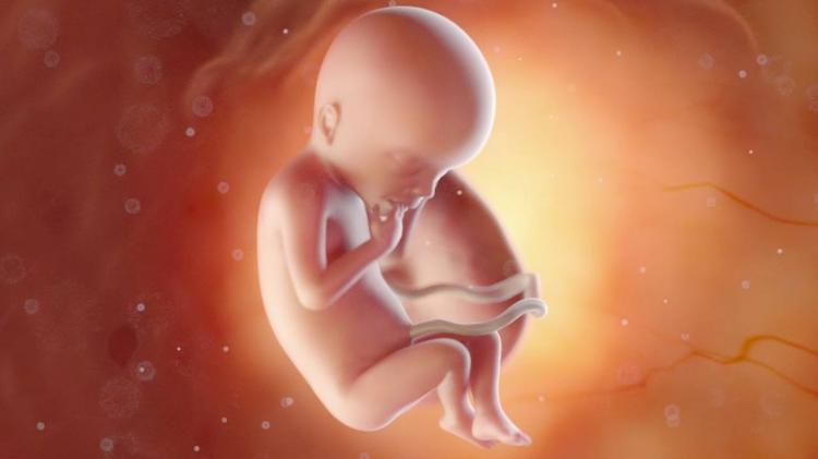 Noruega: rechazo al proyecto que amplía el aborto legal hasta los 5 meses de gestación Noruega: rechazo al proyecto que amplía el aborto legal hasta los 5 meses de gestación
