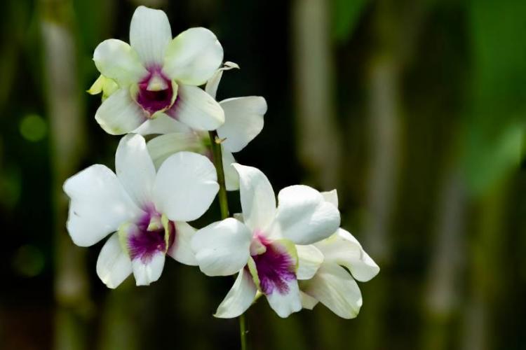 Singapur: honrarán al Papa Francisco con una variedad de orquídea que llevará su nombre Singapur: honrarán al Papa Francisco con una variedad de orquídea que llevará su nombre